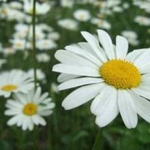 本物の遠隔ヒーリングができると評判のヒーラーLily（リリー）先生